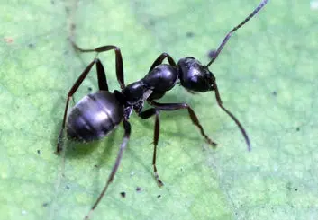 تشخیص سلول های سرطانی انسان با کمک مورچه ها