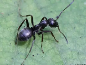 تشخیص سلول های سرطانی انسان با کمک مورچه ها