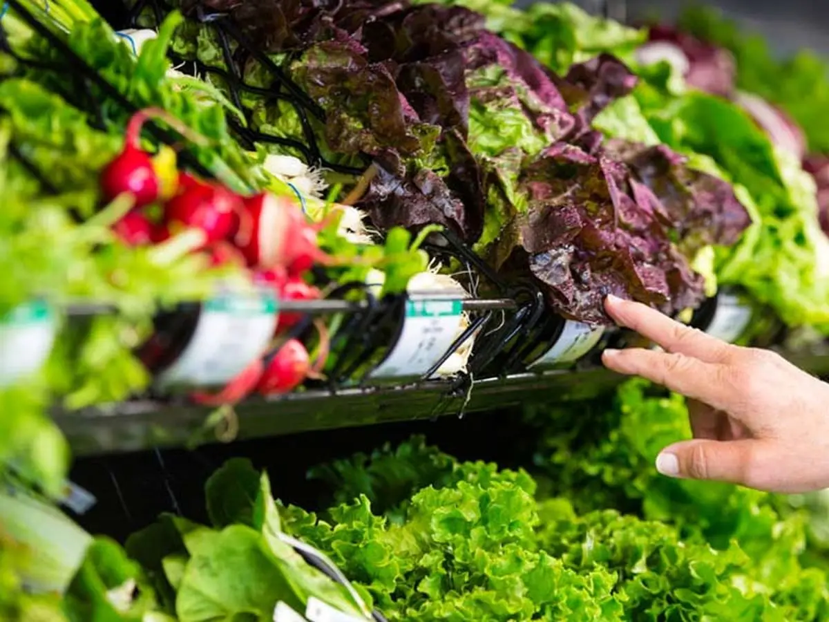 آیا آبیاری سبزیجات با فاضلاب خطرناک است؟