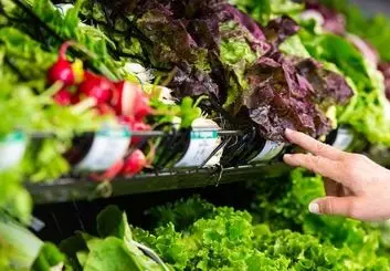 آیا آبیاری سبزیجات با فاضلاب خطرناک است؟