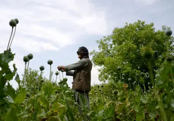 به فرمان طالبان کاشت خشخاش در افغانستان ممنوع شد