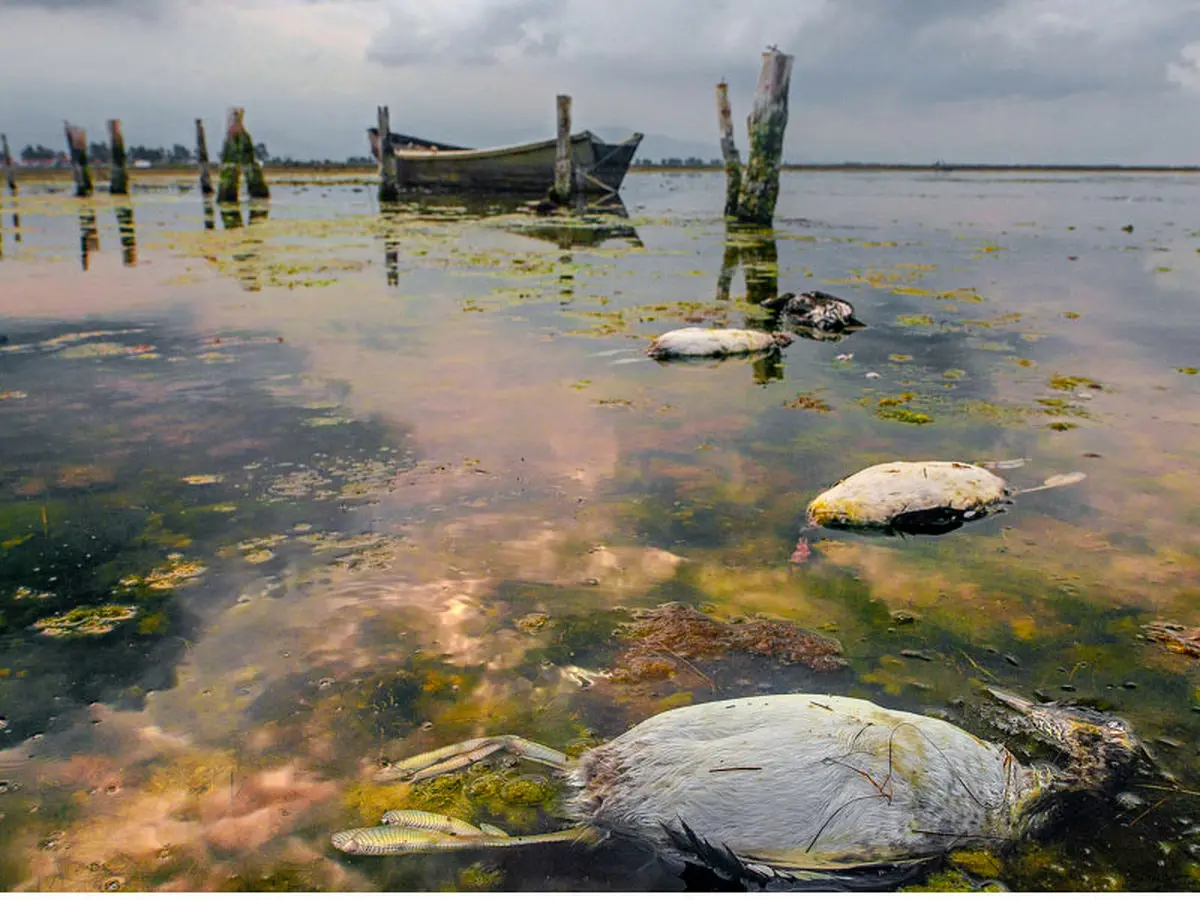 پتروشیمی میانکاله، فاجعه‌ای برای محیط زیست