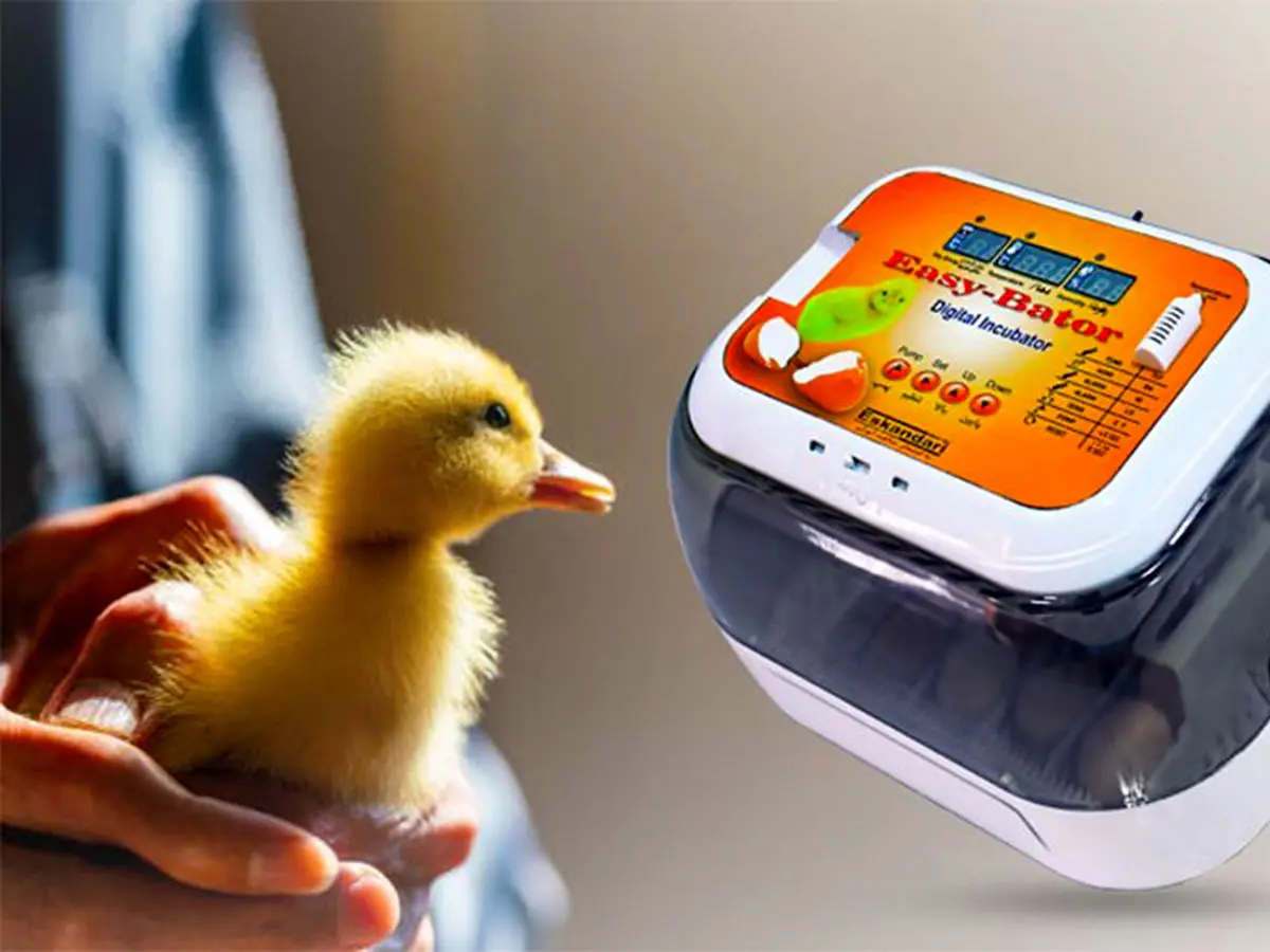 اصول استفاده از دستگاه های جوجه کشی در خانه