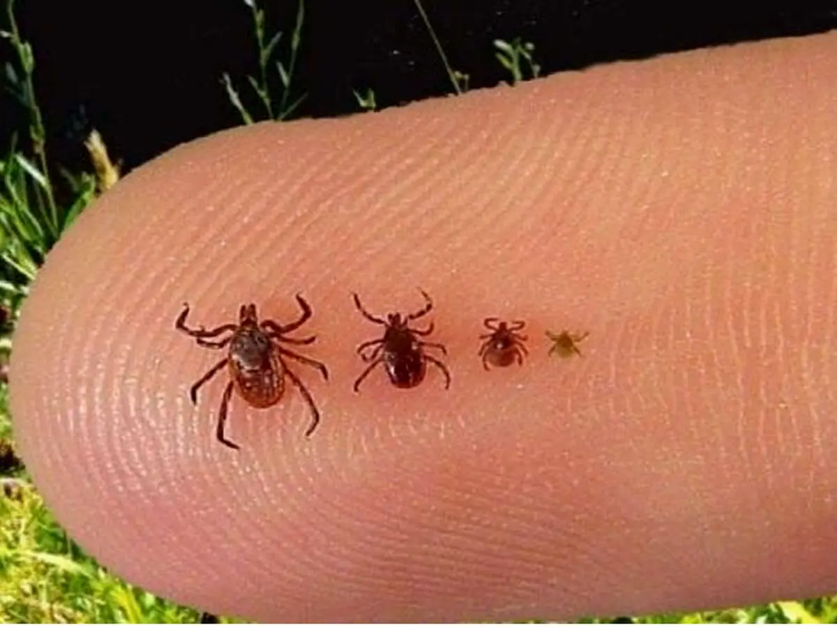 هشدار شیوع تب کریمه کنگو | از مراکز مجاز گوشت قرمز بخرید