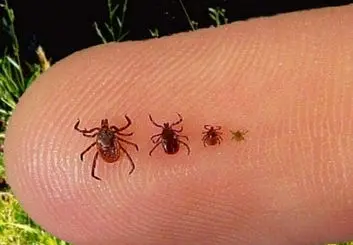 هشدار شیوع تب کریمه کنگو | از مراکز مجاز گوشت قرمز بخرید