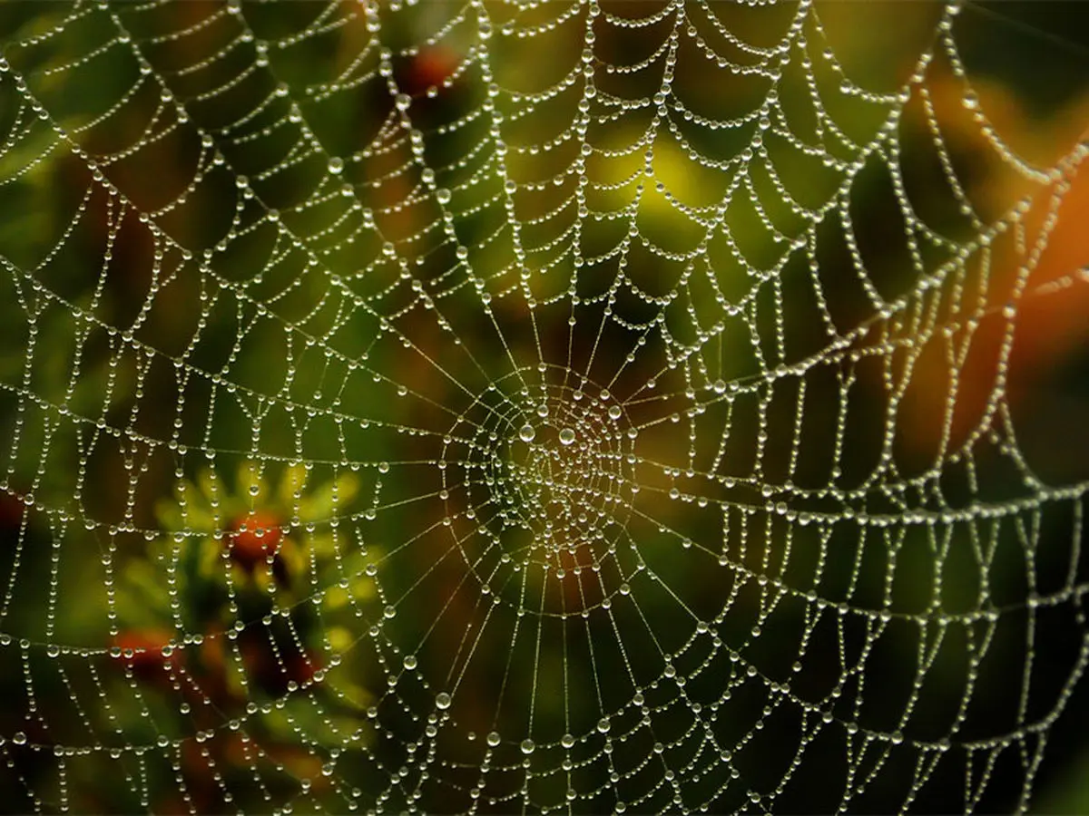 استفاده از ابریشم تار عنکبوت برای درمان سرطان