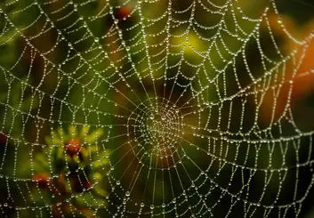 استفاده از ابریشم تار عنکبوت برای درمان سرطان