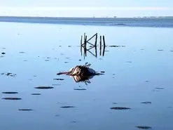 توقف پروژه پتروشیمی میانکاله تا اطلاع ثانوی