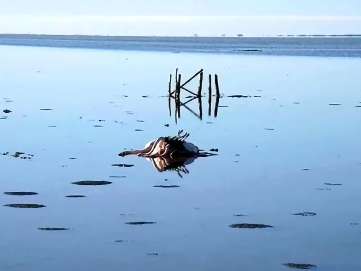 توقف پروژه پتروشیمی میانکاله تا اطلاع ثانوی