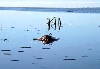 توقف پروژه پتروشیمی میانکاله تا اطلاع ثانوی