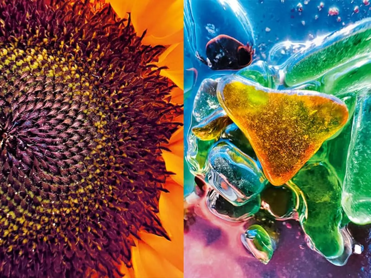 برندگان چالش عکاسی ماکرو آیفون 2022