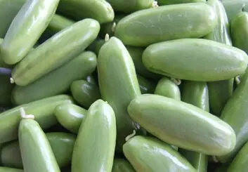 بازگرداندن بذرهای فضایی به زمین برای کاشت