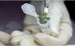 کاشت گیاهان در خاک کره ماه برای اولین بار