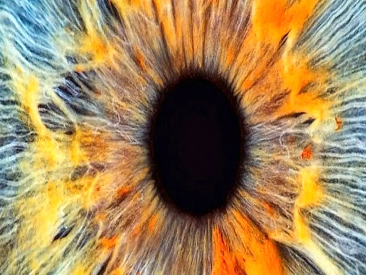 احیای سلول های چشم انسان پس از مرگ