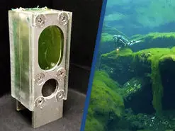 تامین برق رایانه با نوعی جلبک سبز آبی