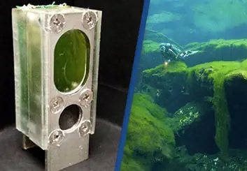 تامین برق رایانه با نوعی جلبک سبز آبی