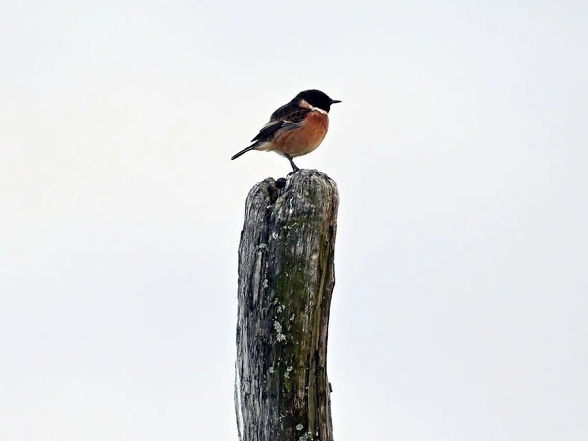 تمام گونه‌های پرندگان دچار کاهش جمعیت شده‌اند