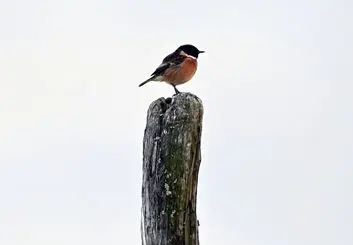 تمام گونه‌های پرندگان دچار کاهش جمعیت شده‌اند