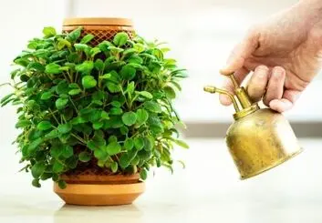 پرورش گیاهان در گلدان بدون خاک ممکن شد