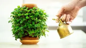 پرورش گیاهان در گلدان بدون خاک ممکن شد