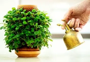 پرورش گیاهان در گلدان بدون خاک ممکن شد
