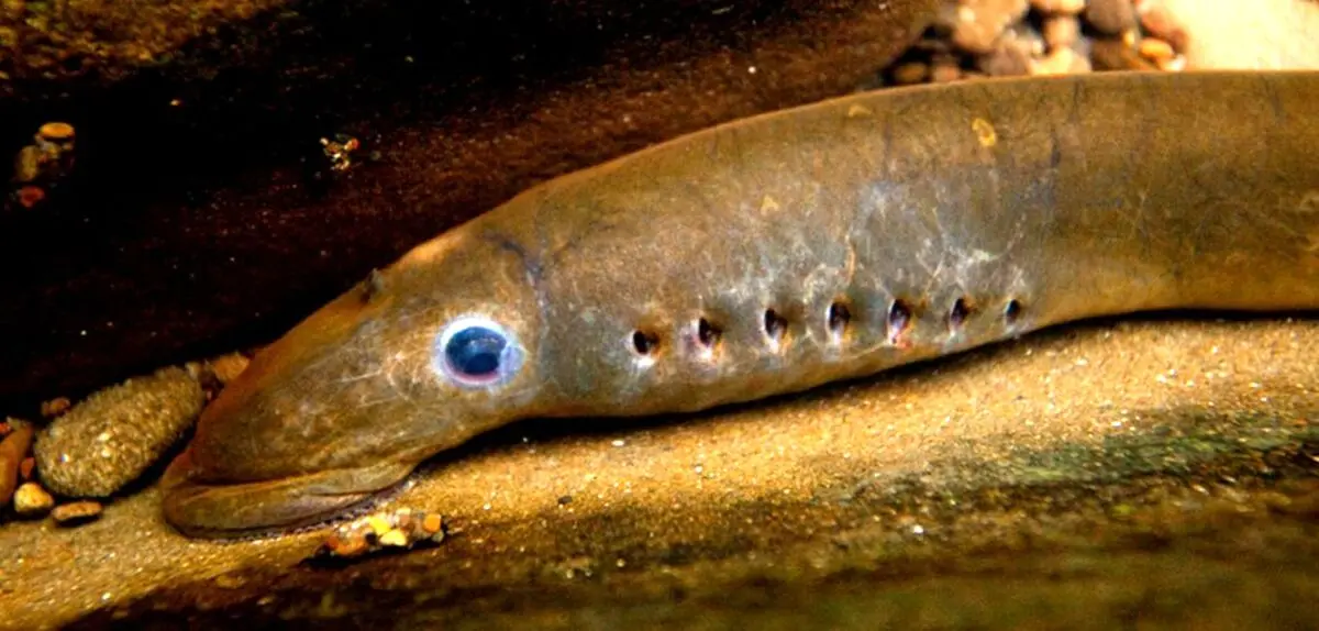 شباهت مغز مارماهی به مغز انسان