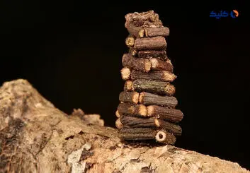 کلبه های چوبی شب‌پره کرم‌کیسه ای