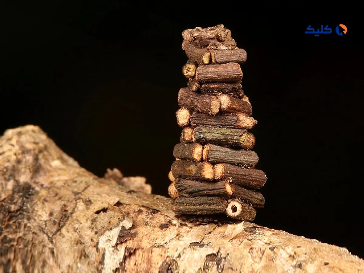 کلبه های چوبی شب‌پره کرم‌کیسه ای