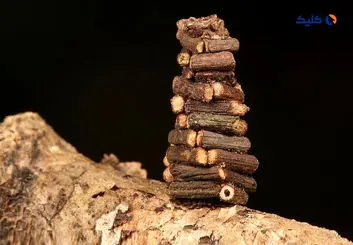 کلبه های چوبی شب‌پره کرم‌کیسه ای