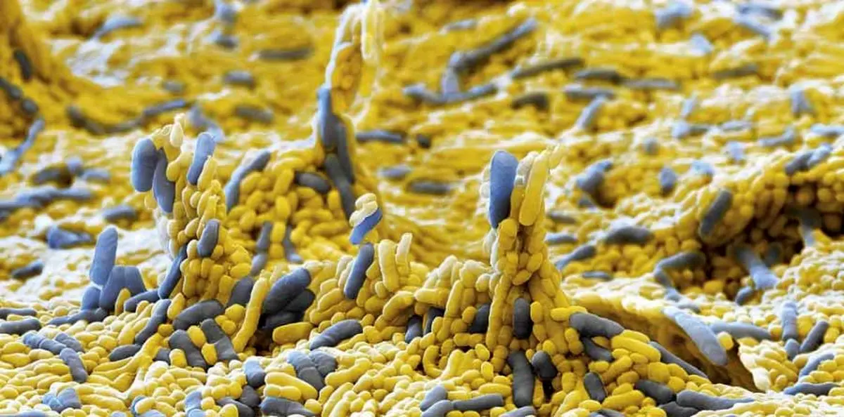 گونه جدیدی از میکروب ها شناسایی شدند