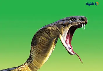 نیش مار می‌تواند به ساخت و توسعه نسل جدیدی از سوزن‌ها کمک کند