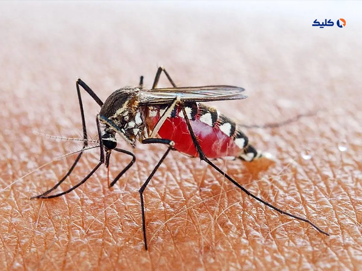 کشف یک پادتن جدید برای پیشگیری از مالاریا