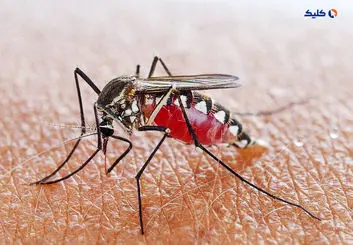 کشف یک پادتن جدید برای پیشگیری از مالاریا