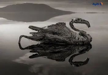 دریاچه ای که هر موجود زنده ای را به سنگ تبدیل می کند