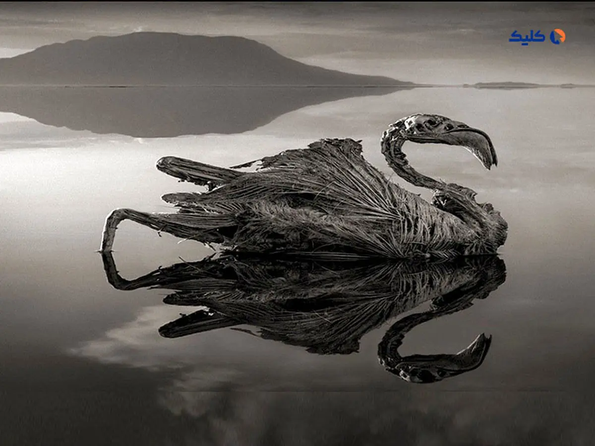 دریاچه ای که هر موجود زنده ای را به سنگ تبدیل می کند