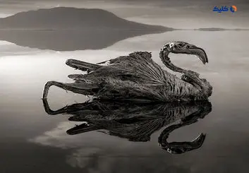 دریاچه ای که هر موجود زنده ای را به سنگ تبدیل می کند