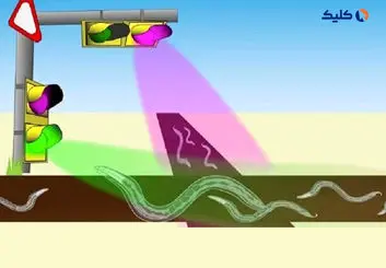 کرم‌هایی که از چراغ راهنمایی پیروی می‌کنند