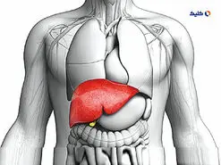 تلاش محققان برای تبدیل کردن کبد خوک به نمونه مشابه کبد انسان