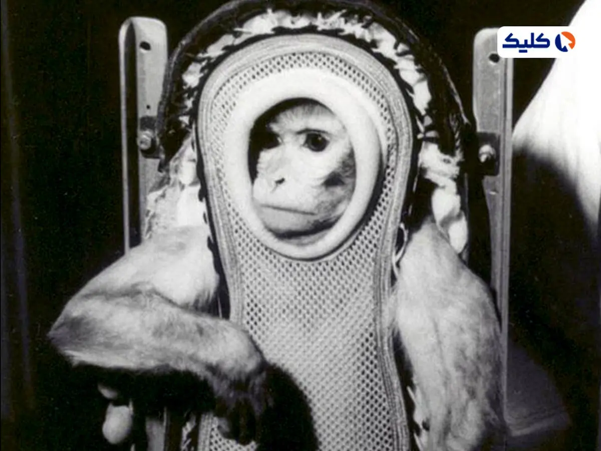 میمون رزوس، خانم سم به فضا پرتاب شد
