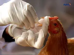 مرگ یک دختر 11‌ساله،احتمال شیوع آنفلوانزای پرندگان میان انسان‌ها را بالا برد