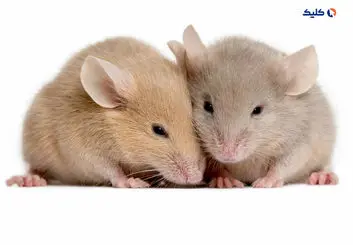تولد نوزاد از دو موش نر