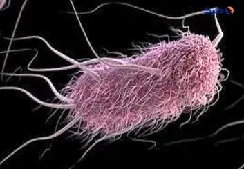 دانشمندان نوعی باکتری روده را برای شناسایی و نابودسازی سرطان مهندسی کردند