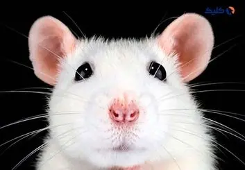 بازیابی قوه بینایی در موش ها با ویرایش ژن