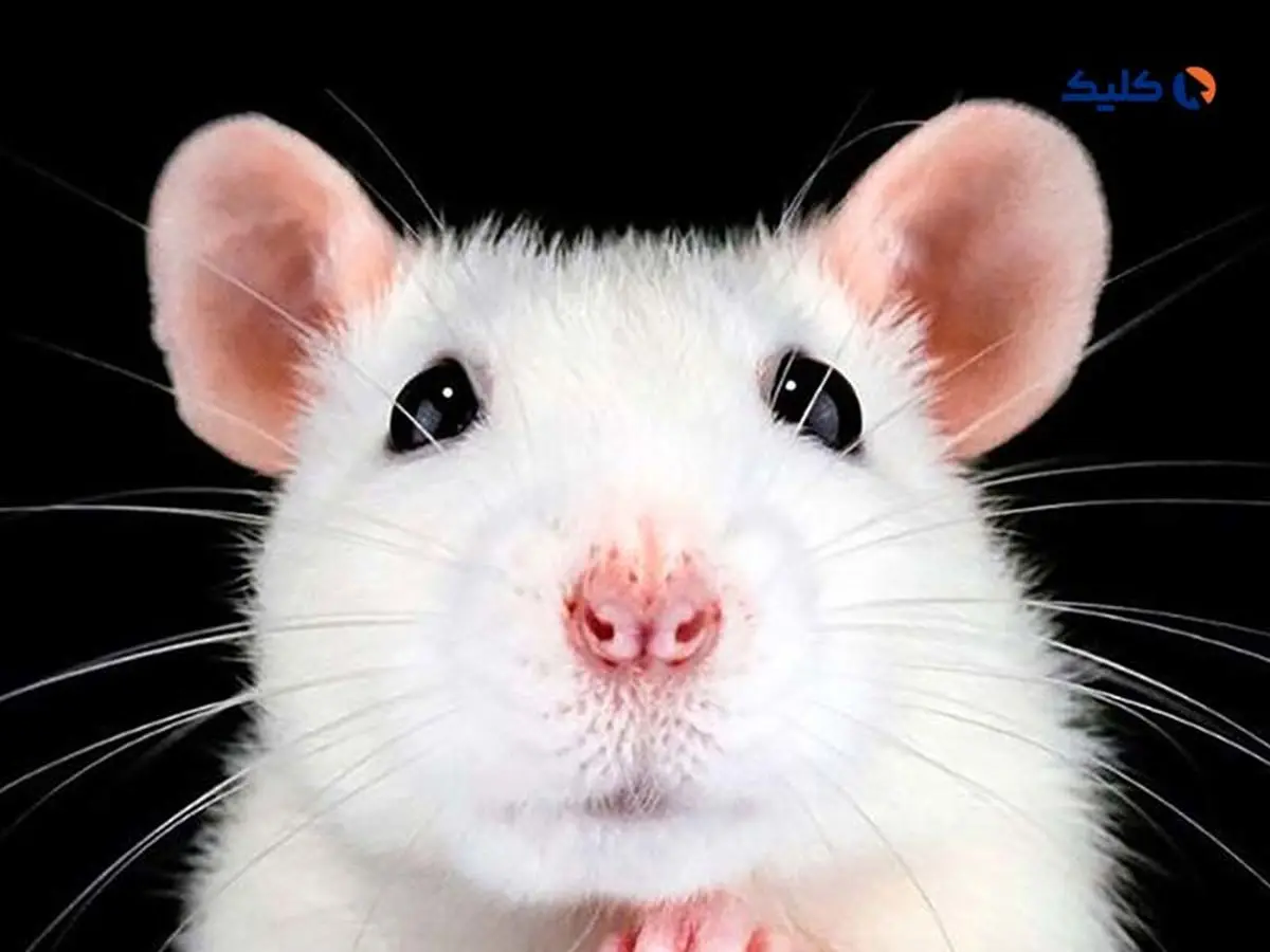 بازیابی قوه بینایی در موش ها با ویرایش ژن