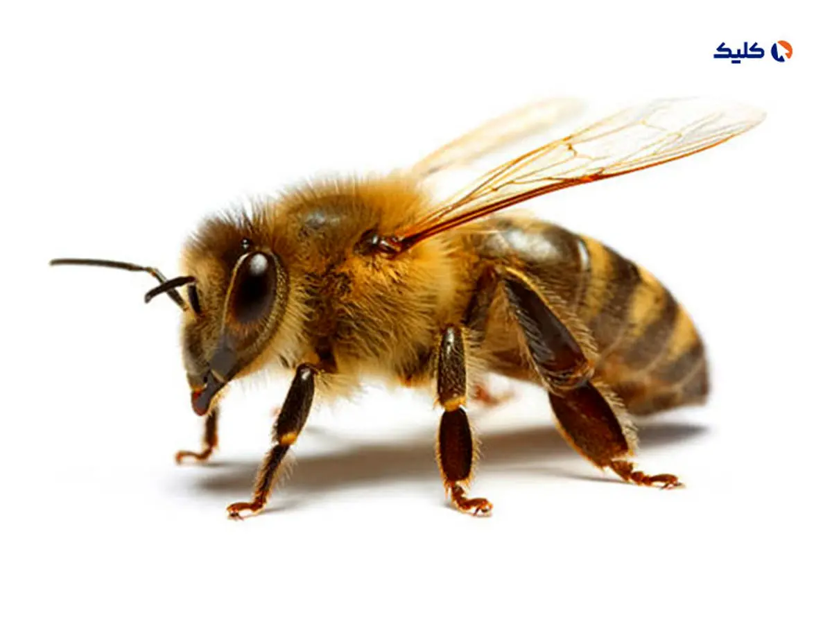 زنبورها می‌توانند فوتبال بازی کنند!