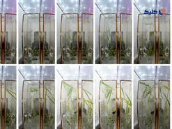 انجام آزمایش بر روی دانه‌های پرورش یافته در فضا