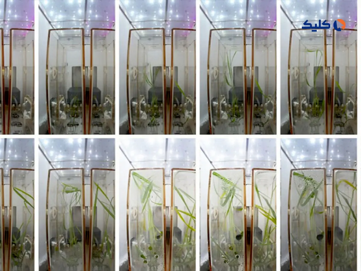 انجام آزمایش بر روی دانه‌های پرورش یافته در فضا