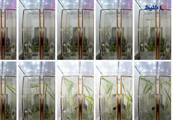 انجام آزمایش بر روی دانه‌های پرورش یافته در فضا