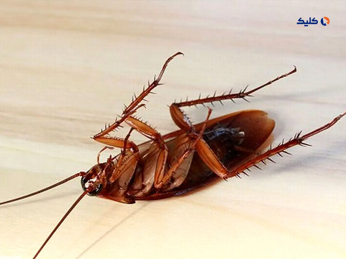 اختراع اشعه مرگ برای نابودی حشرات