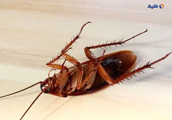 اختراع اشعه مرگ برای نابودی حشرات